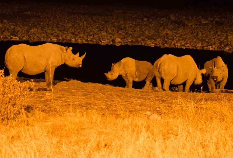113 - Namibia - rinocerontes - imagen nocturna - Okaukuejo - parque nacional de Etosha